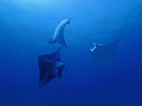 525f6efb08565b234a1a6806cf8343d5_4 이정우 Manta rays.jpg